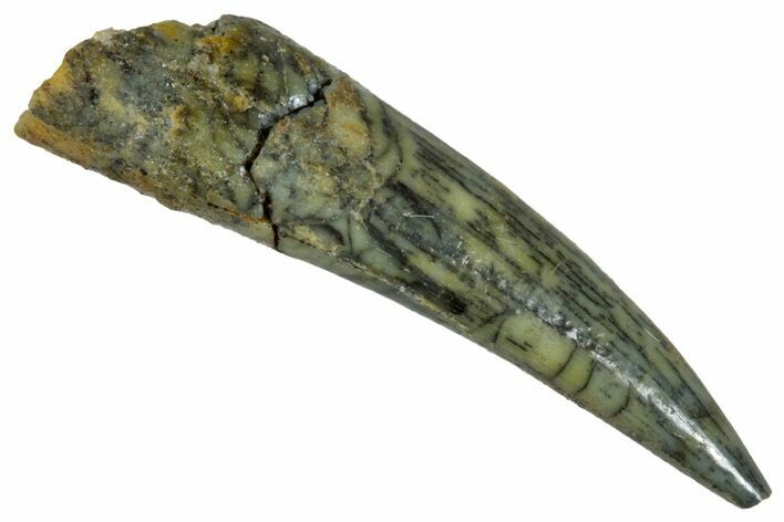Fossil Fish Fang (Aidachar) - Kem Kem Beds, Morocco #290879